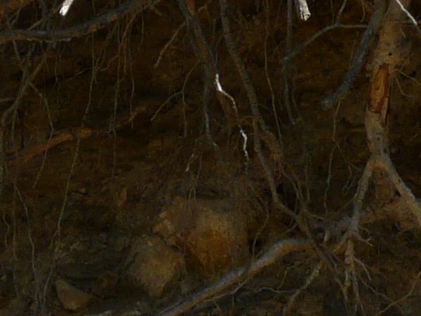 Texture of roots protruding from dry, brown dirt, with areas of green plants.